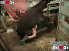 A chubby lady who practices home-made beastiality eats a llama cock very deeply.